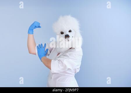 Giovane donna in una maschera di testa di cane di lattice e cappotto bianco che fa un segno forte su uno sfondo blu. Concetti medici veterinari. Foto Stock