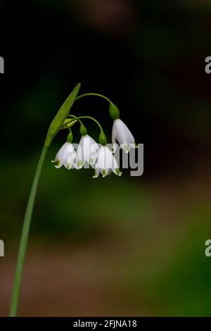 Leucojum Gravetye Gigante in una giornata di sole contro un buio sfondo Foto Stock