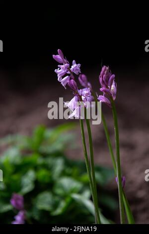 Hyacintoides Regina dei Pink (Bluebells rosa) coltivando selvatico in bosco Foto Stock