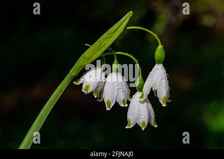 Leucojum Gravetye Gigante in una giornata di sole contro un buio sfondo Foto Stock