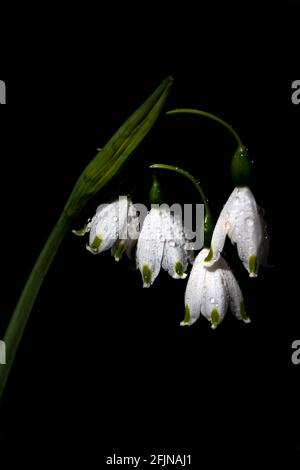 Leucojum Gravetye Gigante in una giornata di sole contro un buio sfondo Foto Stock