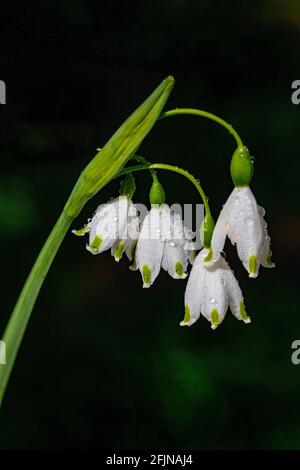 Leucojum Gravetye Gigante in una giornata di sole contro un buio sfondo Foto Stock