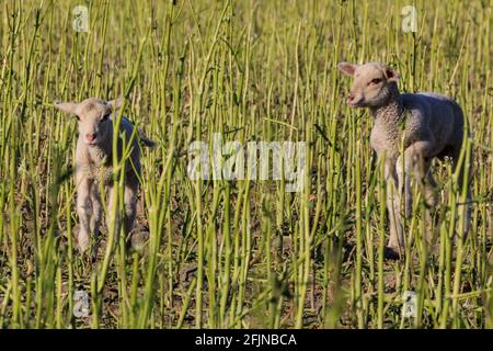 Lette, NRW, Germania. 25 Apr 2021. Due piccoli agnelli scorrono attraverso il campo. Una mandria di pecore da fattoria si pascolano felicemente e si nutrono dei fiori di colza rimasti in un campo nel caldo sole del pomeriggio nella campagna del Muensterland. Credit: Imageplotter/Alamy Live News Foto Stock