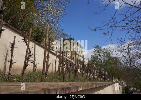 Praga, Repubblica Ceca - 23 aprile 2021 - il Grande Giardino di Fürstenberg in un pomeriggio di sole primavera vicino al Castello di Praga. Foto Stock