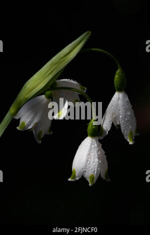 Leucojum Gravetye Gigante in una giornata di sole contro un buio sfondo Foto Stock
