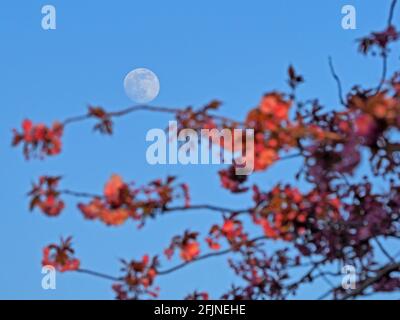 Sheerness, Kent, Regno Unito. 25 aprile 2021. UK Weather: La luna gibbosa cerosa vista nascere con la fioritura dei ciliegi in Sheerness, Kent davanti alla superluna piena rosa di Tueday. Credit: James Bell/Alamy Live News Foto Stock