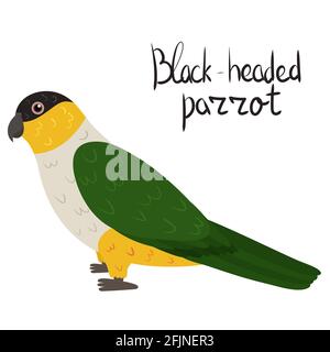 Pappagallo a testa nera in stile cartoon su sfondo bianco. Illustrazione vettoriale disegnata a mano. Pionites melanocephalus. Illustrazione Vettoriale