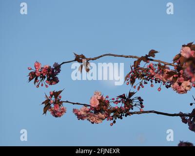 Sheerness, Kent, Regno Unito. 25 aprile 2021. UK Weather: La luna gibbosa cerosa vista nascere con la fioritura dei ciliegi in Sheerness, Kent davanti alla superluna piena rosa di Tueday. Credit: James Bell/Alamy Live News Foto Stock