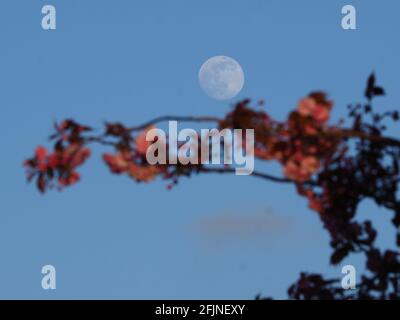 Sheerness, Kent, Regno Unito. 25 aprile 2021. UK Weather: La luna gibbosa cerosa vista nascere con la fioritura dei ciliegi in Sheerness, Kent davanti alla superluna piena rosa di Tueday. Credit: James Bell/Alamy Live News Foto Stock