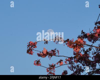 Sheerness, Kent, Regno Unito. 25 aprile 2021. UK Weather: La luna gibbosa cerosa vista nascere con la fioritura dei ciliegi in Sheerness, Kent davanti alla superluna piena rosa di Tueday. Credit: James Bell/Alamy Live News Foto Stock