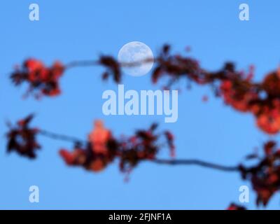 Sheerness, Kent, Regno Unito. 25 aprile 2021. UK Weather: La luna gibbosa cerosa vista nascere con la fioritura dei ciliegi in Sheerness, Kent davanti alla superluna piena rosa di Tueday. Credit: James Bell/Alamy Live News Foto Stock