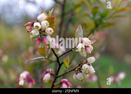 pianta di mirtillo in piena fioritura di primavera Foto Stock