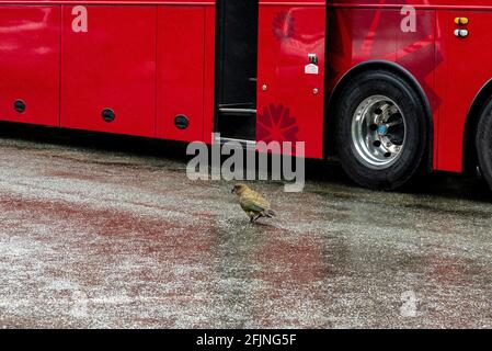 Nosy Kea pappagallo a piedi sulla Milford Sound Highway, Isola del Sud della Nuova Zelanda Foto Stock