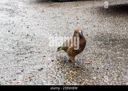 Nosy Kea pappagallo a piedi sulla Milford Sound Highway, Isola del Sud della Nuova Zelanda Foto Stock