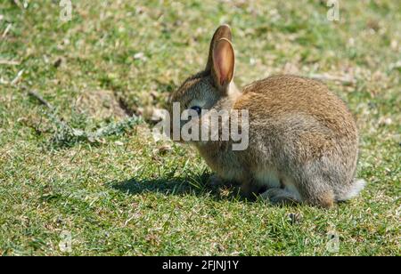 Macro primo piano di un giovane coniglio selvatico (Oryctolagus cuniculus) con pelliccia marrone che brilla al sole Foto Stock