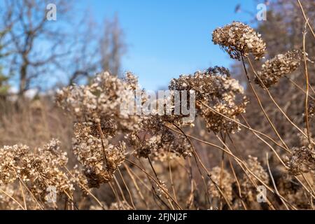 Fiori secchi in un parco cittadino all'inizio della primavera Foto Stock