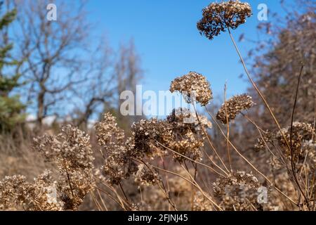 Fiori secchi in un parco cittadino all'inizio della primavera Foto Stock