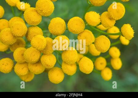 Tansy Tanacetum vulgare conosciuto anche come Tansy comune, Bitter pulsanti, Cow Bitter, Mugwort, o Golden pulsanti. Foto Stock