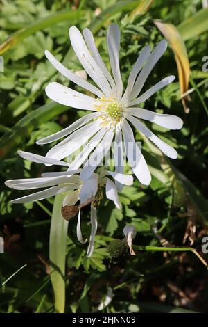 Anemone blanda ‘White Splendor’ fiore a vento greco – fiori bianchi a margherita con fogliame ferny, aprile, Inghilterra, Regno Unito Foto Stock