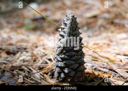 Forest Tent Caterpillar Moth (Malacosoma disstria) su Pine Cone Foto Stock