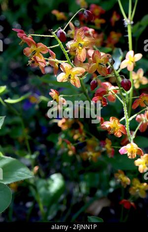 Epimedium pinnatum x warleyense ‘Orangekonigin’ Barrenwort Orange Queen - spray di fiori di pesche pink-vened con denti gialli, aprile, Inghilterra, Regno Unito Foto Stock