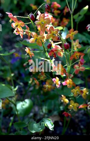 Epimedium pinnatum x warleyense ‘Orangekonigin’ Barrenwort Orange Queen - spray di fiori di pesche pink-vened con denti gialli, aprile, Inghilterra, Regno Unito Foto Stock