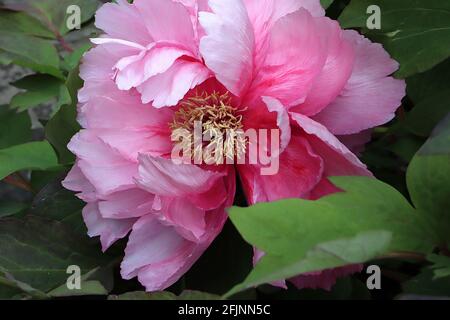 Paeonia x suffruticosa ‘Reine Elizabeth’ tree peony Reine Elizabeth – fiori da rosa a bianchi e foglie verdi fresche, aprile, Inghilterra, Regno Unito Foto Stock