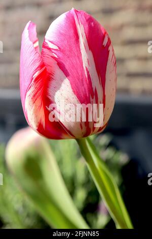 Tulipa ‘Zomerschoon’ Single Late 5 tulipano zomerschoon rotto - petali bianchi, striature rosa di carminio, aprile, Inghilterra, Regno Unito Foto Stock