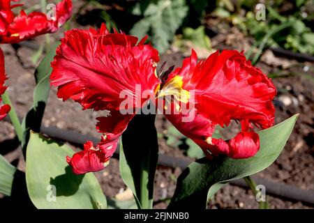 Tulipa gesneriana var dracontia ‘Parrot Rosso’ Parrot 10 Tulip di Parrot Rosso - petali rossi di scarlatto ritorto, aprile, Inghilterra, Regno Unito Foto Stock