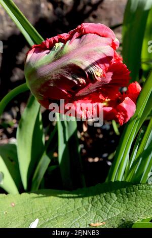 Tulipa gesneriana var dracontia ‘Parrot Rosso’ Parrot 10 Tulip di Parrot Rosso - petali rossi di scarlatto ritorto, aprile, Inghilterra, Regno Unito Foto Stock