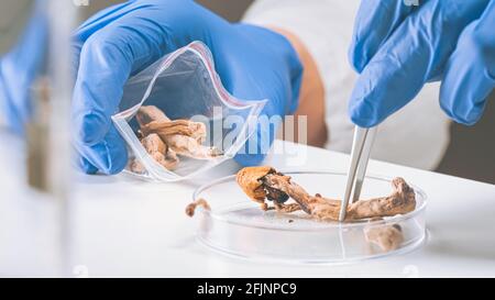 Funghi magici in laboratorio. Scienza e ricerca della psilocibina. Persona che esamina i funghi. Foto Stock