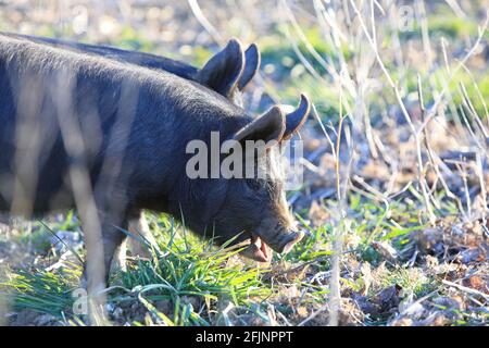 Indenne razza rara maiale Berkshire, a Suffolk, East Anglia, Regno Unito Foto Stock