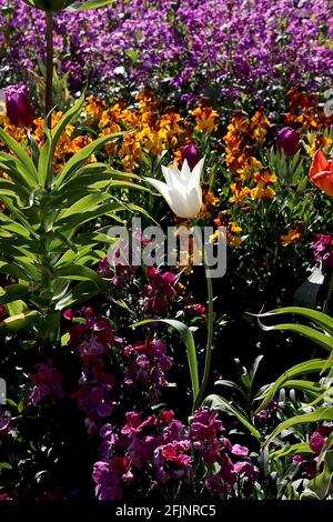 Tulipa ‘White Triumphator’ Lily Flowering 6 White Triumphator Tulip – puri fiori bianchi, base gialla, aprile, Inghilterra, Regno Unito Foto Stock