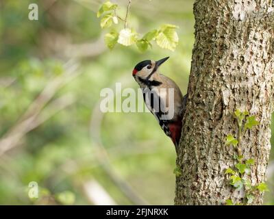 Un picchio maschio a puntini grandi (Dendrocopos Major) alla ricerca di insetti sul lato di un albero a Big Pool Wood, una riserva naturale di Gronant, N. Foto Stock