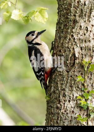 Un picchio maschio a puntini grandi (Dendrocopos Major) alla ricerca di insetti sul lato di un albero a Big Pool Wood, una riserva naturale di Gronant, N. Foto Stock