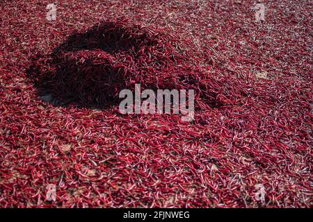 Peperoncino rosso fresco biologico caldo essicato al sole in una fattoria locale tra Kalaw e Lago Inle nello stato di Shan, Myanmar Foto Stock