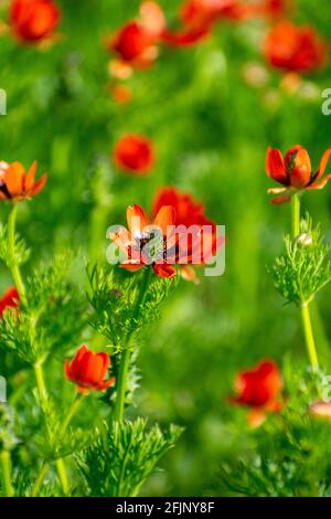 Primo piano di Summer Pheasant's-Eye (Adonis aestivalis Foto Stock