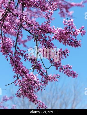 Primo piano di rami di albero di redbud orientale in fiore, Cercis canadensis, contro un cielo blu. Primavera a Wichita, Kansas, USA. Foto Stock