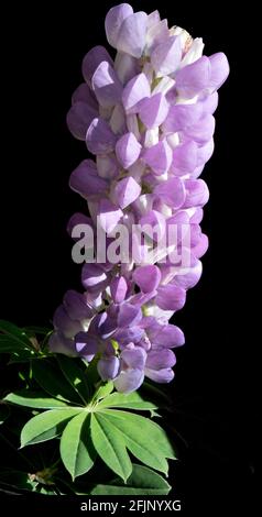 Primo piano di un singolo fiore viola e lupino bianco bimetallo isolato su sfondo nero utilizzando la tecnica di messa a fuoco. Foto Stock
