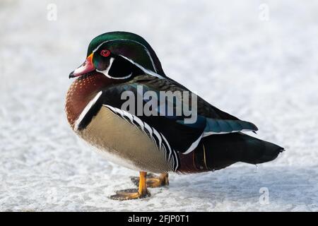 Una singola anatra acquatica in legno nuota in acque blu calme. C'è un riflesso dell'anatra e l'acqua ha onde circolari intorno ad essa. Foto Stock