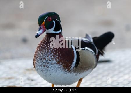 Una singola anatra acquatica in legno nuota in acque blu calme. C'è un riflesso dell'anatra e l'acqua ha onde circolari intorno ad essa. Foto Stock