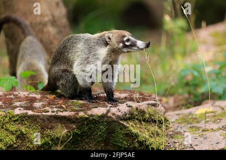 Coati trunked bianco (Nasua narica), orso trunked bianco, adulto, cattività, America centrale, America Latina Foto Stock