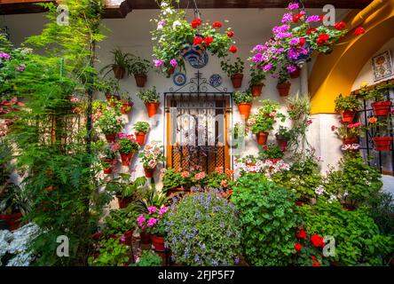 Finestra nel cortile decorata con fiori, gerani in vasi di fiori sulla parete della casa, Fiesta de los Patios, Cordoba, Andalusia, Spagna Foto Stock