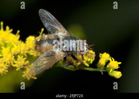 Mosca di Caterpillar, mosca di hedgehog (Tachina fera) Foto Stock