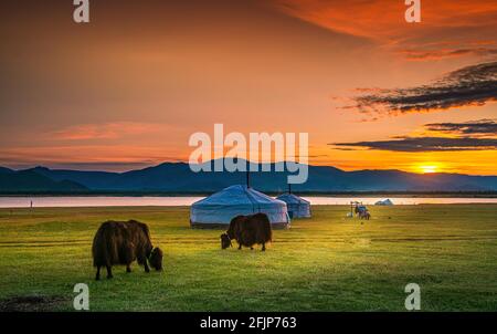 Yaks pascolando di fronte a Ger, alba, provincia di Arkhangai, Mongolia Foto Stock