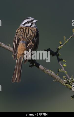 Bunting di roccia (Emberiza cia), maschio, Germania Foto Stock