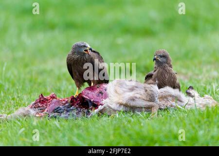 Aquiloni neri (Milvus migrans), Milano, coppia di carcasse di cervi, bassa Sassonia, Germania Foto Stock