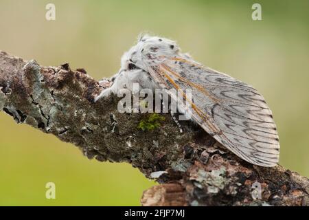 Puss Moth (Cerura vinula) Renania-Palatinato, Germania Foto Stock