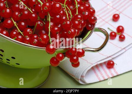 Ribes rosso (Ribes rubrum) nel drenaggio, filtro Foto Stock