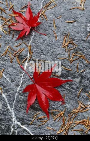 Acero giapponese (Acer japonicum aconitifolium), foglie su pietra bagnata Foto Stock